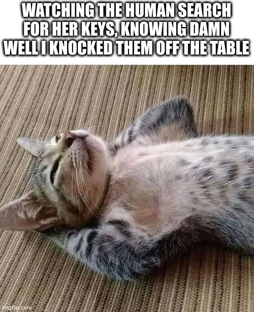 Evil kitty | WATCHING THE HUMAN SEARCH FOR HER KEYS, KNOWING DAMN WELL I KNOCKED THEM OFF THE TABLE | image tagged in cat,funny cats | made w/ Imgflip meme maker