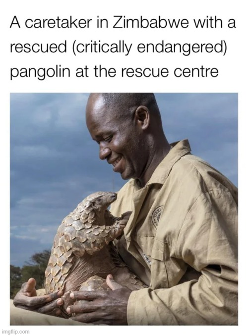 The worlds most trafficked animal | image tagged in zimbabwe,animals,memes,wholesome,wholesome content,funny | made w/ Imgflip meme maker