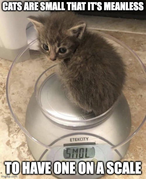 Cat on Scale | CATS ARE SMALL THAT IT'S MEANLESS; TO HAVE ONE ON A SCALE | image tagged in cats,memes | made w/ Imgflip meme maker