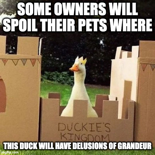 Duck in Its Own Castle | SOME OWNERS WILL SPOIL THEIR PETS WHERE; THIS DUCK WILL HAVE DELUSIONS OF GRANDEUR | image tagged in duck,memes | made w/ Imgflip meme maker