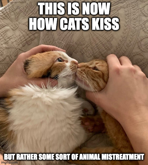 Holding Cats Together | THIS IS NOW HOW CATS KISS; BUT RATHER SOME SORT OF ANIMAL MISTREATMENT | image tagged in cats,memes | made w/ Imgflip meme maker
