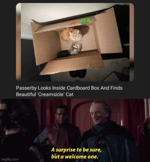 Cardboard box | image tagged in a surprise to be sure,cats,cat,memes,cardboard,box | made w/ Imgflip meme maker