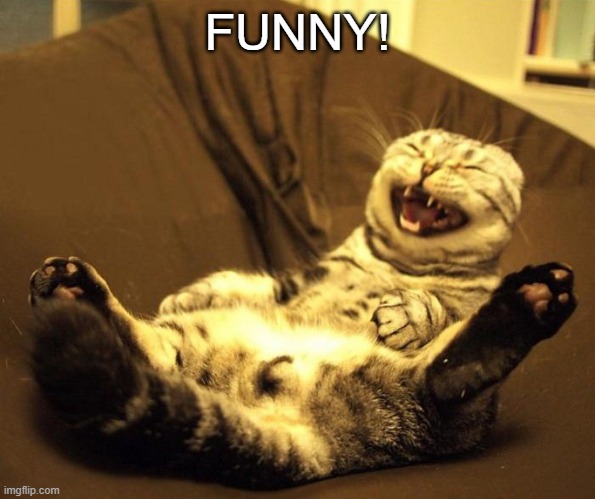 laughing cat | FUNNY! | image tagged in laughing cat | made w/ Imgflip meme maker