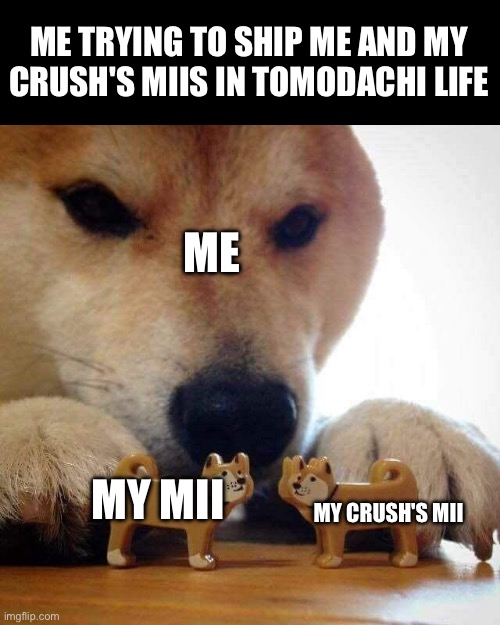 i hope people know what i'm talking about | ME TRYING TO SHIP ME AND MY CRUSH'S MIIS IN TOMODACHI LIFE; ME; MY MII; MY CRUSH'S MII | image tagged in dog now kiss,tomodachi life,mii,crush,nintendo,memes | made w/ Imgflip meme maker