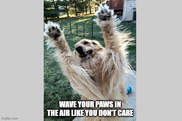 Bark Up | WAVE YOUR PAWS IN THE AIR LIKE YOU DON'T CARE | image tagged in funny dogs | made w/ Imgflip meme maker