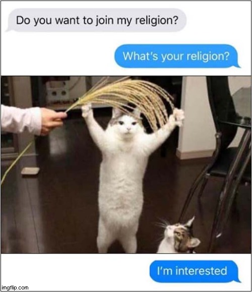 Cat Worship ! | image tagged in cats,worship,interested | made w/ Imgflip meme maker
