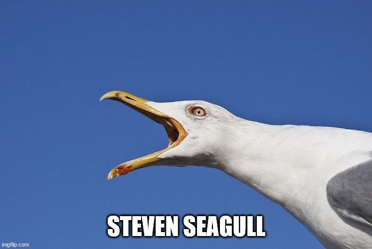 Sea Gull | STEVEN SEAGULL | image tagged in sea gull | made w/ Imgflip meme maker