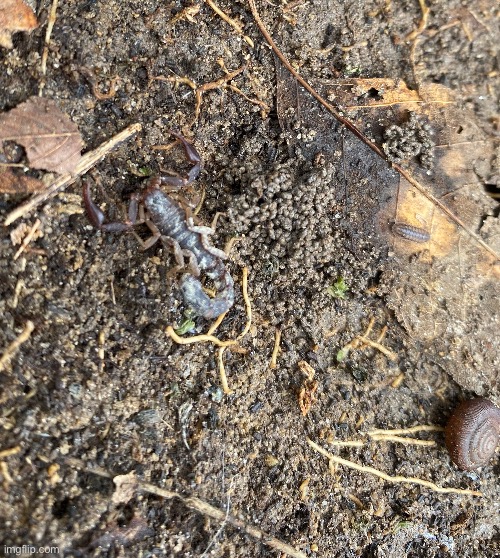 A scorpion that I found just a minute ago | image tagged in scorpion,outdoors,nature | made w/ Imgflip meme maker