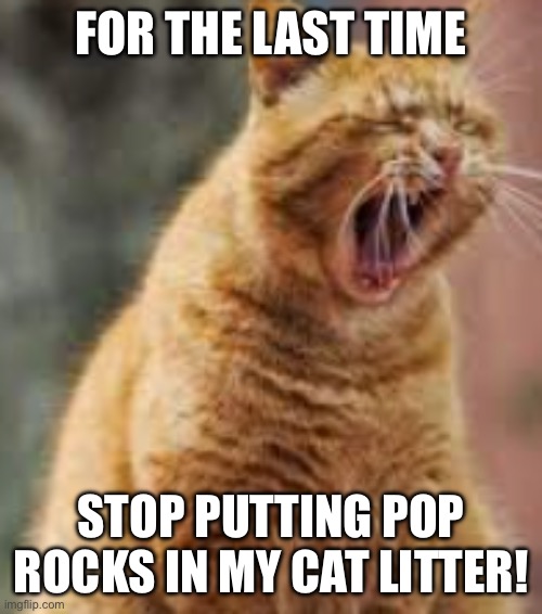 Cat litter | FOR THE LAST TIME; STOP PUTTING POP ROCKS IN MY CAT LITTER! | image tagged in yelling cat | made w/ Imgflip meme maker