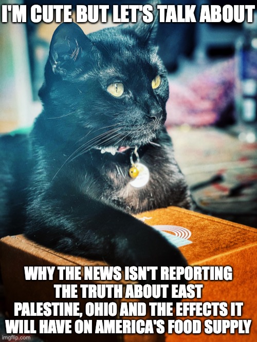 Cat At His Desk I'm Cute But Let's talk about | I'M CUTE BUT LET'S TALK ABOUT; WHY THE NEWS ISN'T REPORTING THE TRUTH ABOUT EAST PALESTINE, OHIO AND THE EFFECTS IT WILL HAVE ON AMERICA'S FOOD SUPPLY | image tagged in cat at desk | made w/ Imgflip meme maker