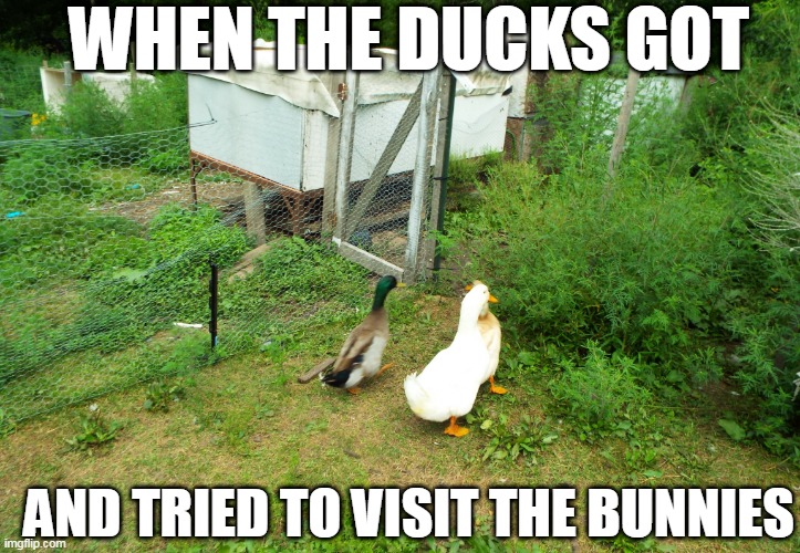 THEY WANTED TO EAT THE PLANTS IN THE BUNNY PIN | WHEN THE DUCKS GOT; AND TRIED TO VISIT THE BUNNIES | image tagged in ducks,bunnies | made w/ Imgflip meme maker
