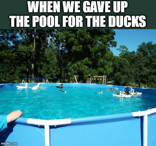 THEY LOVED IT MORE THAN THE RIVER, SINCE THEY COULD DIVE DOWN | WHEN WE GAVE UP THE POOL FOR THE DUCKS | image tagged in ducks,pool | made w/ Imgflip meme maker