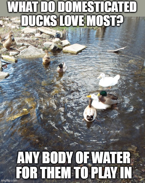 THEY LOVE THE RIVER BEHIND THE HOUSE | WHAT DO DOMESTICATED DUCKS LOVE MOST? ANY BODY OF WATER FOR THEM TO PLAY IN | image tagged in ducks,duck | made w/ Imgflip meme maker