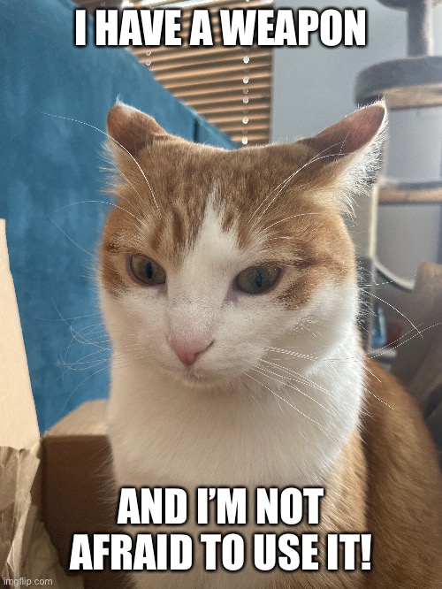 Authorized Weapon Cat | I HAVE A WEAPON; AND I’M NOT AFRAID TO USE IT! | image tagged in cat | made w/ Imgflip meme maker