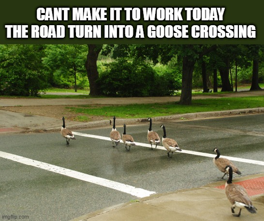 SOUNDS LEGIT | CANT MAKE IT TO WORK TODAY THE ROAD TURN INTO A GOOSE CROSSING | image tagged in geese,goose,work | made w/ Imgflip meme maker