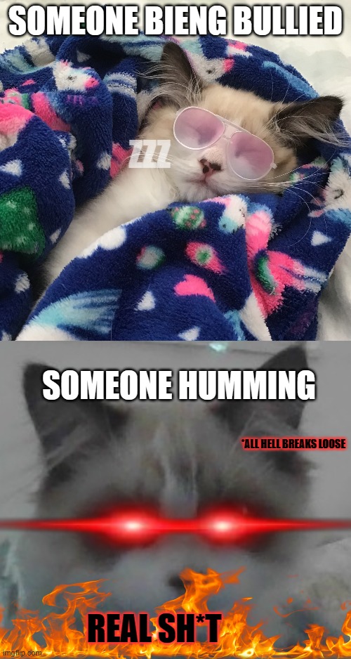 That one cat teacher. | SOMEONE BIENG BULLIED; ZZZ; SOMEONE HUMMING; *ALL HELL BREAKS LOOSE; REAL SH*T | image tagged in gangsta kitten,awake kitty,reality | made w/ Imgflip meme maker