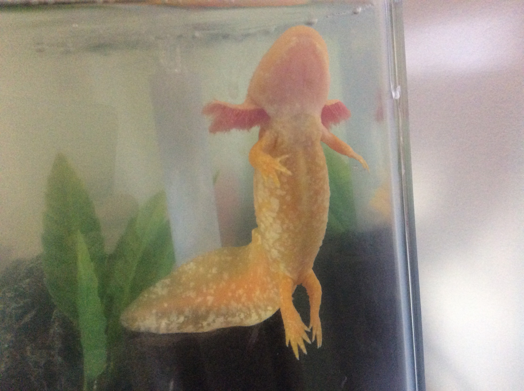 High Quality Yoga Axolotl Blank Meme Template