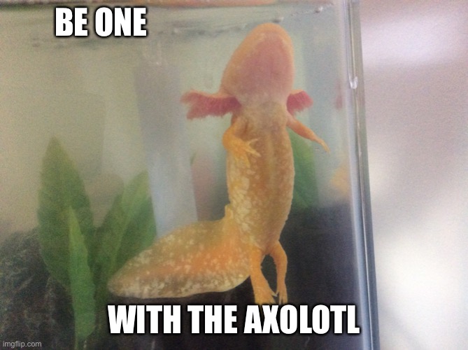 Zen Axolotl | BE ONE; WITH THE AXOLOTL | image tagged in axolotl | made w/ Imgflip meme maker