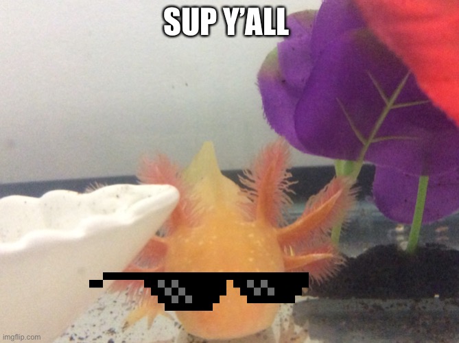 Chill Axolotl | SUP Y’ALL | image tagged in axolotl | made w/ Imgflip meme maker