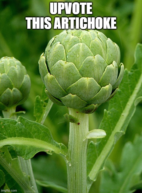 Upvote | UPVOTE THIS ARTICHOKE | image tagged in memes | made w/ Imgflip meme maker