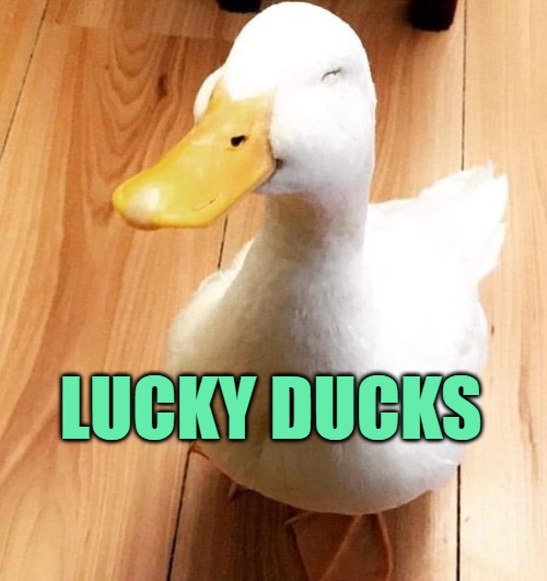 SMILE DUCK | LUCKY DUCKS | image tagged in smile duck | made w/ Imgflip meme maker