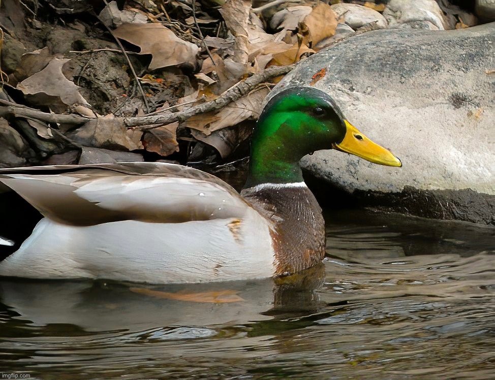 A picture of a Mallard I took at a creek near me while I was on a walk a couple days ago (I used a denoise ai to reduce grain) | image tagged in share your own photos | made w/ Imgflip meme maker