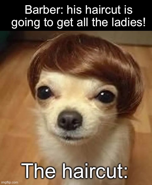 My the only one that gets annoyed when barbers say this? | Barber: his haircut is going to get all the ladies! The haircut: | image tagged in dogs | made w/ Imgflip meme maker