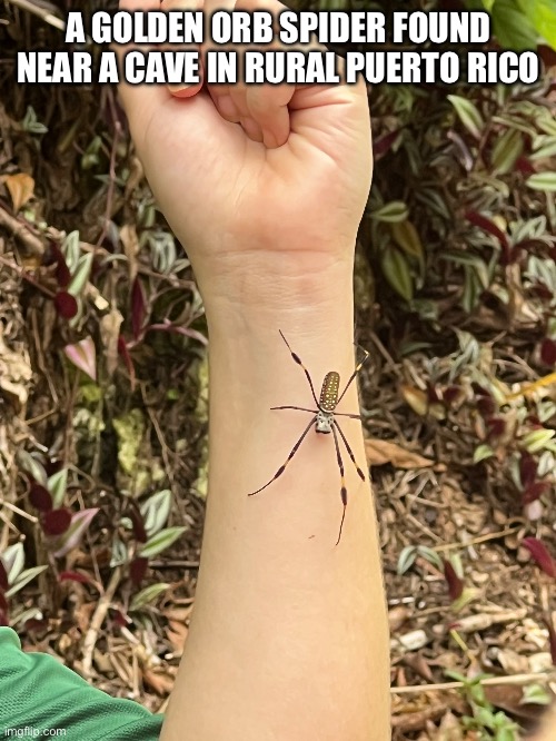 Pretty cool, right? It’s not venomous, so the person holding it is fine. | A GOLDEN ORB SPIDER FOUND NEAR A CAVE IN RURAL PUERTO RICO | image tagged in photos,spider,photographer | made w/ Imgflip meme maker