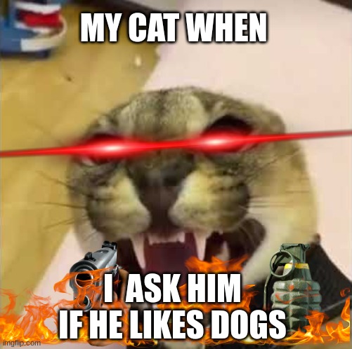 Angry Floppa | MY CAT WHEN; I  ASK HIM IF HE LIKES DOGS | image tagged in angry floppa | made w/ Imgflip meme maker