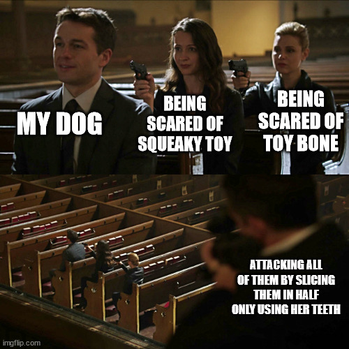 arf? | MY DOG; BEING SCARED OF TOY BONE; BEING SCARED OF SQUEAKY TOY; ATTACKING ALL OF THEM BY SLICING THEM IN HALF ONLY USING HER TEETH | image tagged in assassination chain,meme,funny,pets,dogs pets funny | made w/ Imgflip meme maker