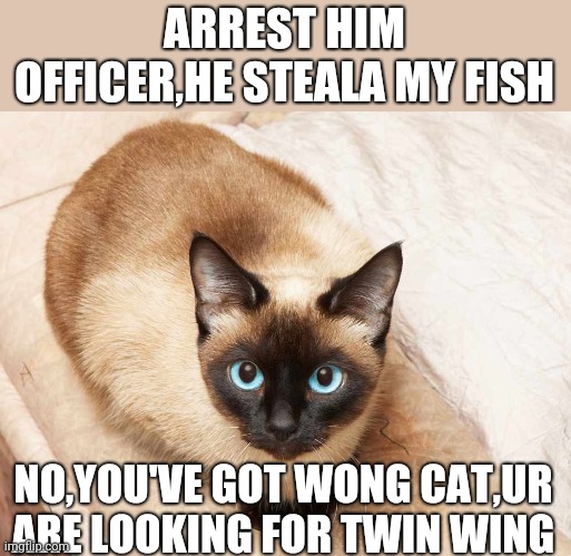 me or ______ siamese cat | ARREST HIM OFFICER,HE STEALA MY FISH; NO,YOU'VE GOT WONG CAT,UR ARE LOOKING FOR TWIN WING | image tagged in me or ______ siamese cat | made w/ Imgflip meme maker