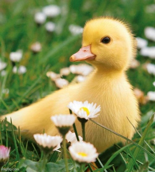 duck flowers cute | image tagged in duck flowers cute | made w/ Imgflip meme maker