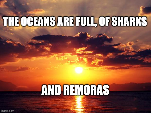 Sunset | THE OCEANS ARE FULL, OF SHARKS; AND REMORAS | image tagged in sunset | made w/ Imgflip meme maker