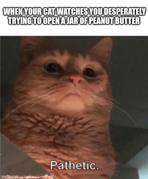 When your cat judge you for not being strong enough to open a jar of peanut butter | WHEN YOUR CAT WATCHES YOU DESPERATELY TRYING TO OPEN A JAR OF PEANUT BUTTER | image tagged in pathetic cat | made w/ Imgflip meme maker