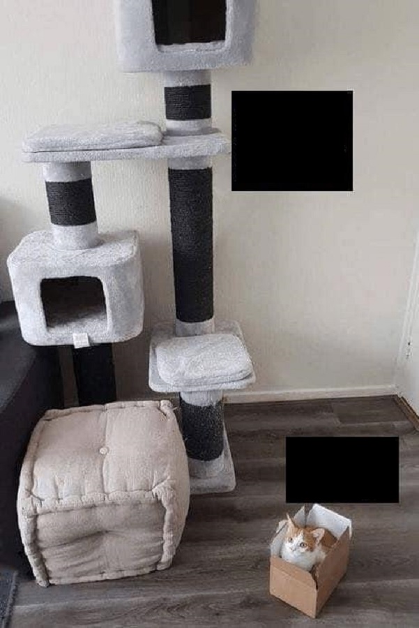 High Quality CAT CHOICES, TOWER VS. BOX Blank Meme Template