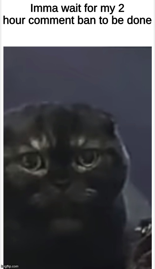 Debt Cat with Caption | Imma wait for my 2 hour comment ban to be done | image tagged in debt cat with caption | made w/ Imgflip meme maker