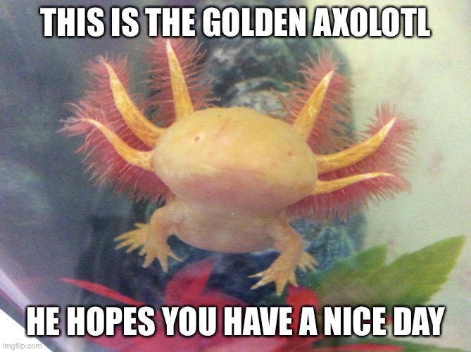 Happy axolotl | THIS IS THE GOLDEN AXOLOTL; HE HOPES YOU HAVE A NICE DAY | image tagged in axolotl | made w/ Imgflip meme maker
