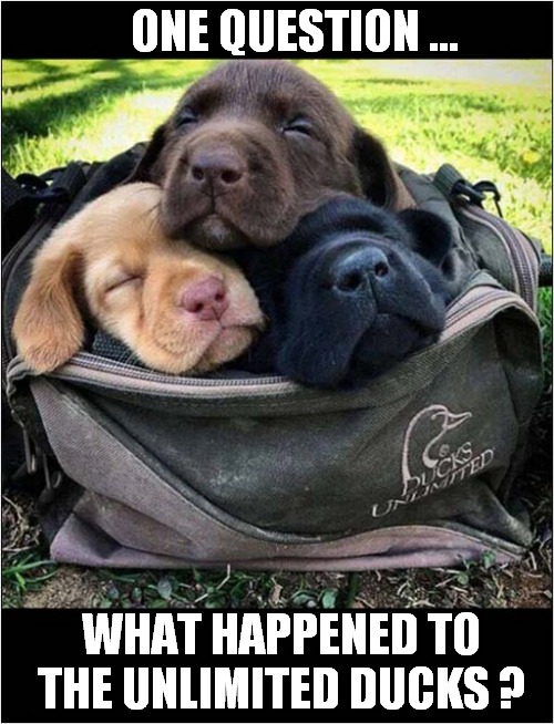Well Fed Puppies ? | ONE QUESTION ... WHAT HAPPENED TO THE UNLIMITED DUCKS ? | image tagged in dogs,cute puppies,ducks | made w/ Imgflip meme maker