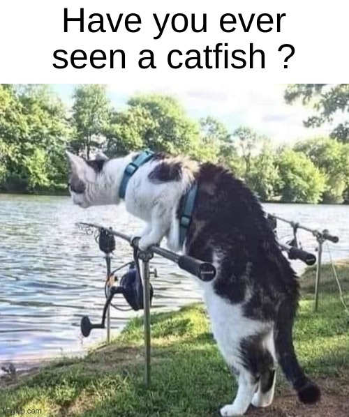 Catfish | Have you ever seen a catfish ? | image tagged in eyeroll | made w/ Imgflip meme maker