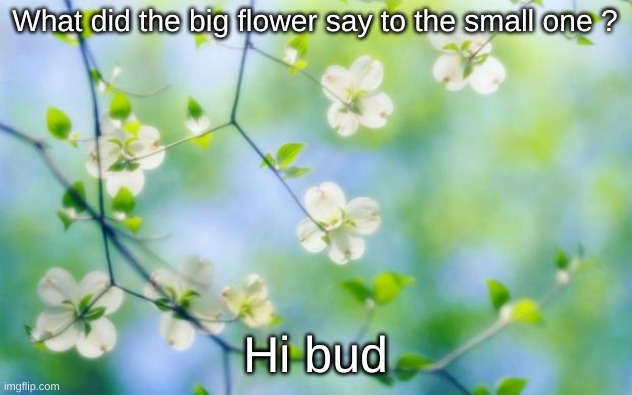 lol | What did the big flower say to the small one ? Hi bud | image tagged in flowers,eyeroll | made w/ Imgflip meme maker