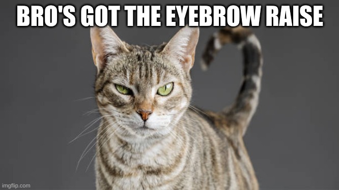 the rock but he's a cat | BRO'S GOT THE EYEBROW RAISE | image tagged in cats | made w/ Imgflip meme maker