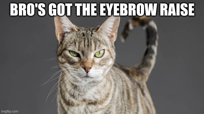 The Rock Eyebrows Memes - Imgflip