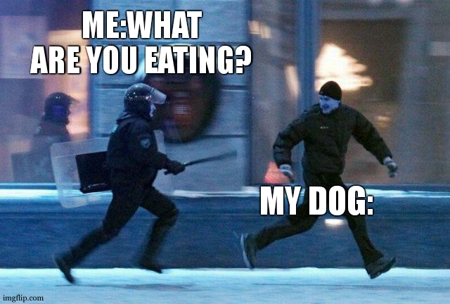 my dog: run run run run | ME:WHAT ARE YOU EATING? MY DOG: | image tagged in police chasing guy | made w/ Imgflip meme maker
