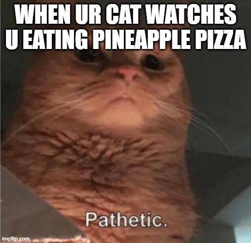 Pathetic Cat | WHEN UR CAT WATCHES U EATING PINEAPPLE PIZZA | image tagged in pathetic cat | made w/ Imgflip meme maker