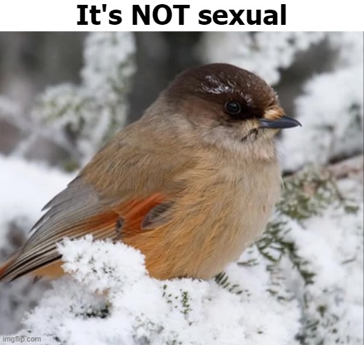 It's NOT sexual | image tagged in funny | made w/ Imgflip meme maker