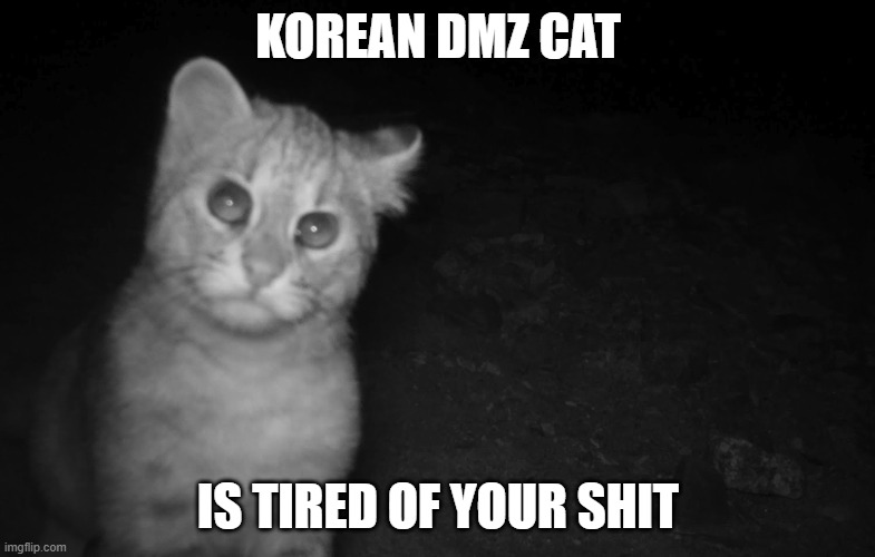 Korean DMZ Cat | KOREAN DMZ CAT; IS TIRED OF YOUR SHIT | image tagged in dmz,funny cat memes,sad cat,north korea,south korea,war | made w/ Imgflip meme maker