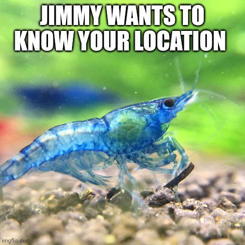 Jimmy is homing in on your location |  JIMMY WANTS TO KNOW YOUR LOCATION | image tagged in shrimp | made w/ Imgflip meme maker