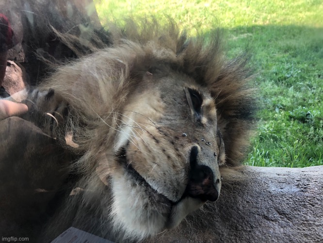 A lion at the zoo! (He was sleeping on a ledge near the glass) | made w/ Imgflip meme maker