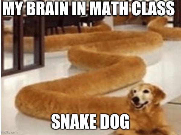 math | MY BRAIN IN MATH CLASS; SNAKE DOG | image tagged in dog | made w/ Imgflip meme maker