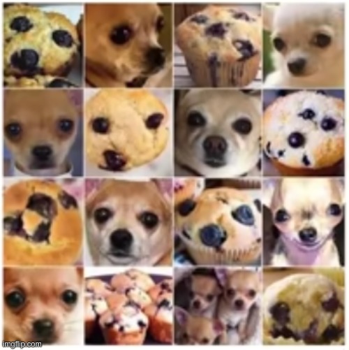 Chihuahua Muffin | image tagged in dogs,dog | made w/ Imgflip meme maker